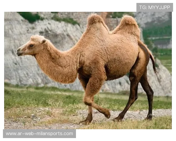 塞门约续约困局揭示：体能崩盘背后的隐秘危机